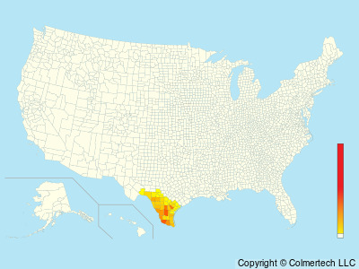 Olive Sparrow (Arremonops rufivirgatus) - United States