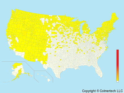 American Goshawk (Astur atricapillus) - United States