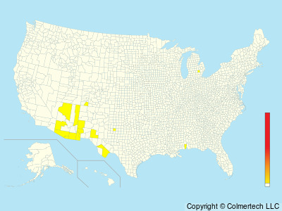 White-eared Hummingbird (Basilinna leucotis) - United States