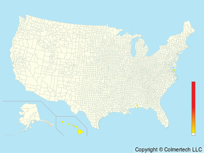 Bulwer's Petrel (Bulweria bulwerii) - United States