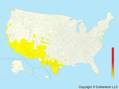 Zone-tailed Hawk (Buteo albonotatus) - United States