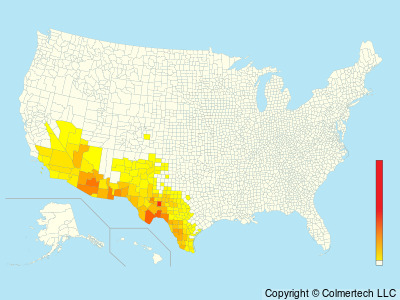 Cactus Wren (Campylorhynchus brunneicapillus) - United States