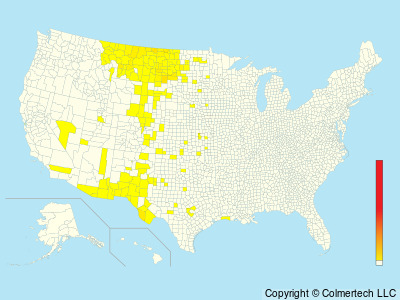 Baird's Sparrow (Centronyx bairdii) - United States
