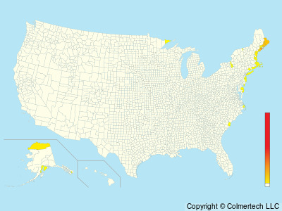 Black Guillemot (Cepphus grylle) - United States