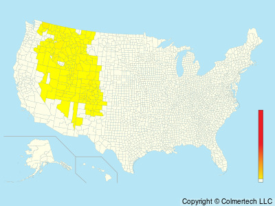 Dusky Grouse (Dendragapus obscurus) - United States