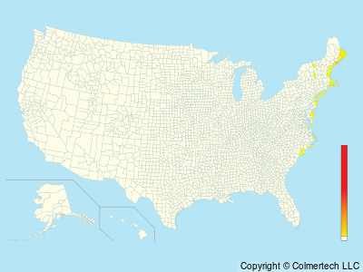 Atlantic Puffin (Fratercula arctica) - United States