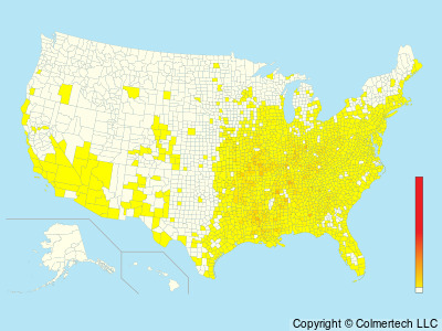 Kentucky Warbler (Geothlypis formosa) - United States