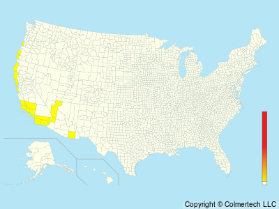 Black Storm-Petrel (Hydrobates melania) - United States