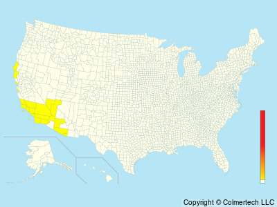 Least Storm-Petrel (Hydrobates microsoma) - United States