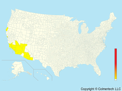 Wedge-rumped Storm-Petrel (Hydrobates tethys) - United States