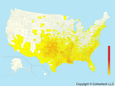 Mississippi Kite (Ictinia mississippiensis) - United States