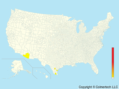 Northern Jacana (Jacana spinosa) - United States