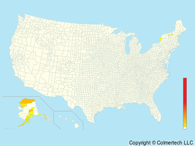 Willow Ptarmigan (Lagopus lagopus) - United States