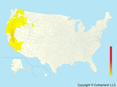 White-headed Woodpecker (Leuconotopicus albolarvatus) - United States