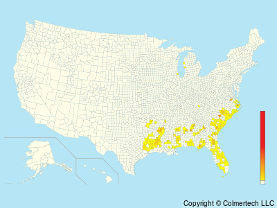 Red-cockaded Woodpecker (Leuconotopicus borealis) - United States