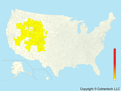 Black Rosy-Finch (Leucosticte atrata) - United States