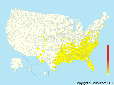 Swainson's Warbler (Limnothlypis swainsonii) - United States