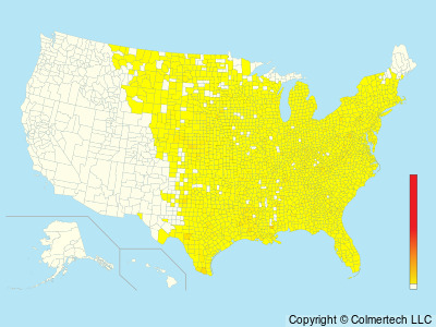 Eastern Screech-Owl (Megascops asio) - United States
