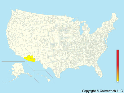 Whiskered Screech-Owl (Megascops trichopsis) - United States