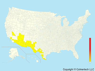 Elf Owl (Micrathene whitneyi) - United States