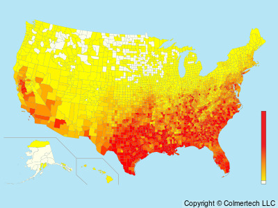 Northern Mockingbird (Mimus polyglottos) - United States