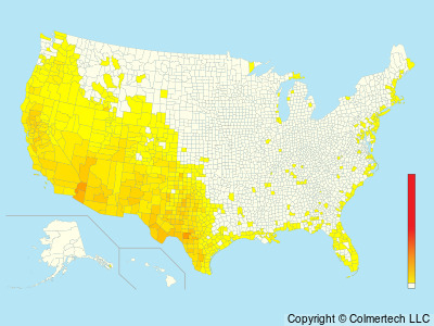 Ash-throated Flycatcher (Myiarchus cinerascens) - United States