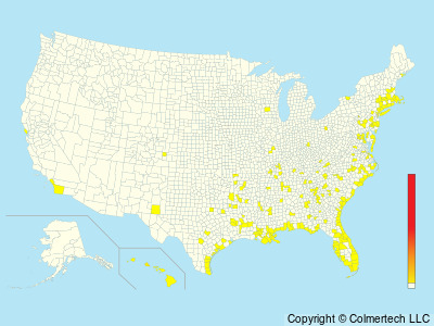 Sooty Tern (Onychoprion fuscatus) - United States