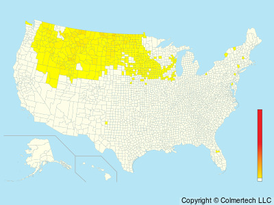 Gray Partridge (Perdix perdix) - United States