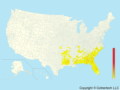 Bachman's Sparrow (Peucaea aestivalis) - United States