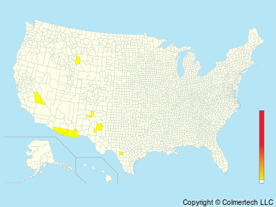 Yellow Grosbeak (Pheucticus chrysopeplus) - United States