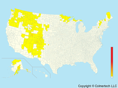 American Three-toed Woodpecker (Picoides dorsalis) - United States