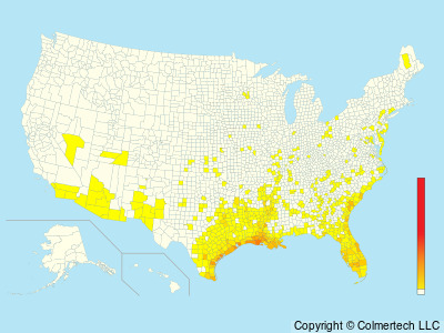 Roseate Spoonbill (Platalea ajaja) - United States