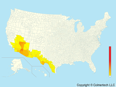 Black-tailed Gnatcatcher (Polioptila melanura) - United States
