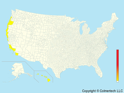 Cook's Petrel (Pterodroma cookii) - United States