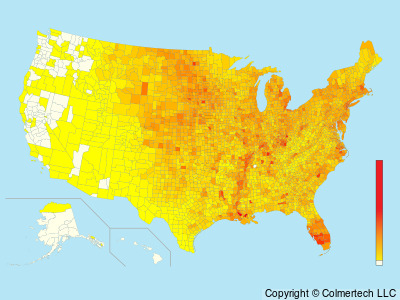 Common Grackle (Quiscalus quiscula) - United States