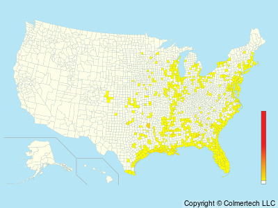 King Rail (Rallus elegans) - United States