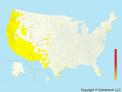 Hermit Warbler (Setophaga occidentalis) - United States