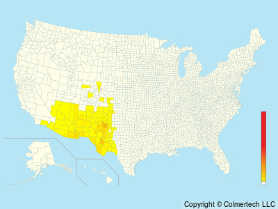 Chihuahuan Meadowlark (Sturnella lilianae) - United States