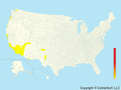 Blue-footed Booby (Sula nebouxii) - United States
