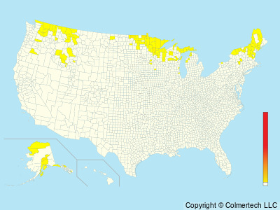 Northern Hawk Owl (Surnia ulula) - United States