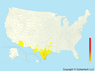Least Grebe (Tachybaptus dominicus) - United States