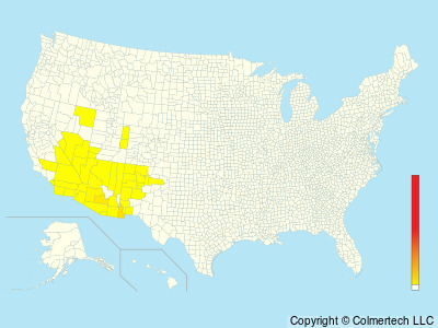 Bendire's Thrasher (Toxostoma bendirei) - United States