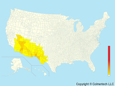 Crissal Thrasher (Toxostoma crissale) - United States