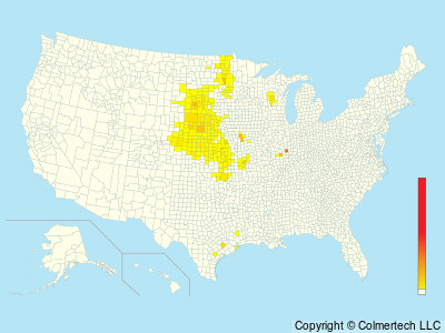 Greater Prairie-Chicken (Tympanuchus cupido) - United States
