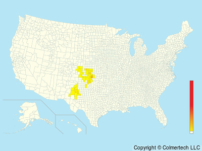 Lesser Prairie-Chicken (Tympanuchus pallidicinctus) - United States