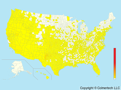 American Barn Owl (Tyto furcata) - United States
