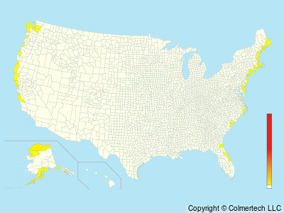 Thick-billed Murre (Uria lomvia) - United States