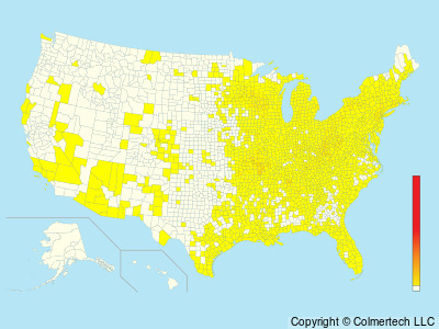 Blue-winged Warbler (Vermivora cyanoptera) - United States