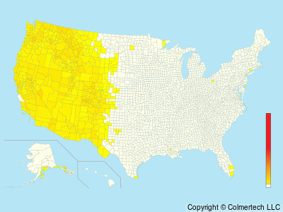 Western Warbling Vireo (Vireo swainsoni) - United States