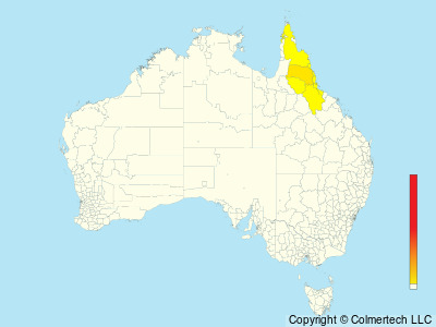 Mountain Thornbill (Acanthiza katherina) - Australia